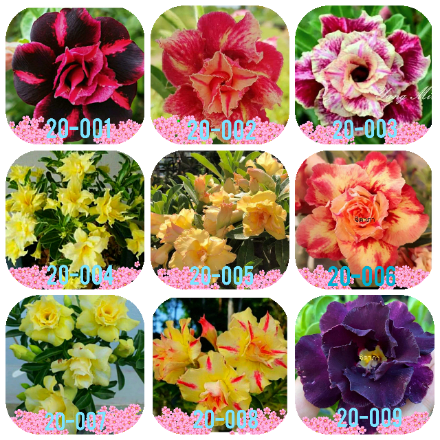 2020 Pre-Order Set of 9 plants Set A