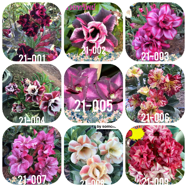 2021 Pre-Order Set of 9 plants Set B