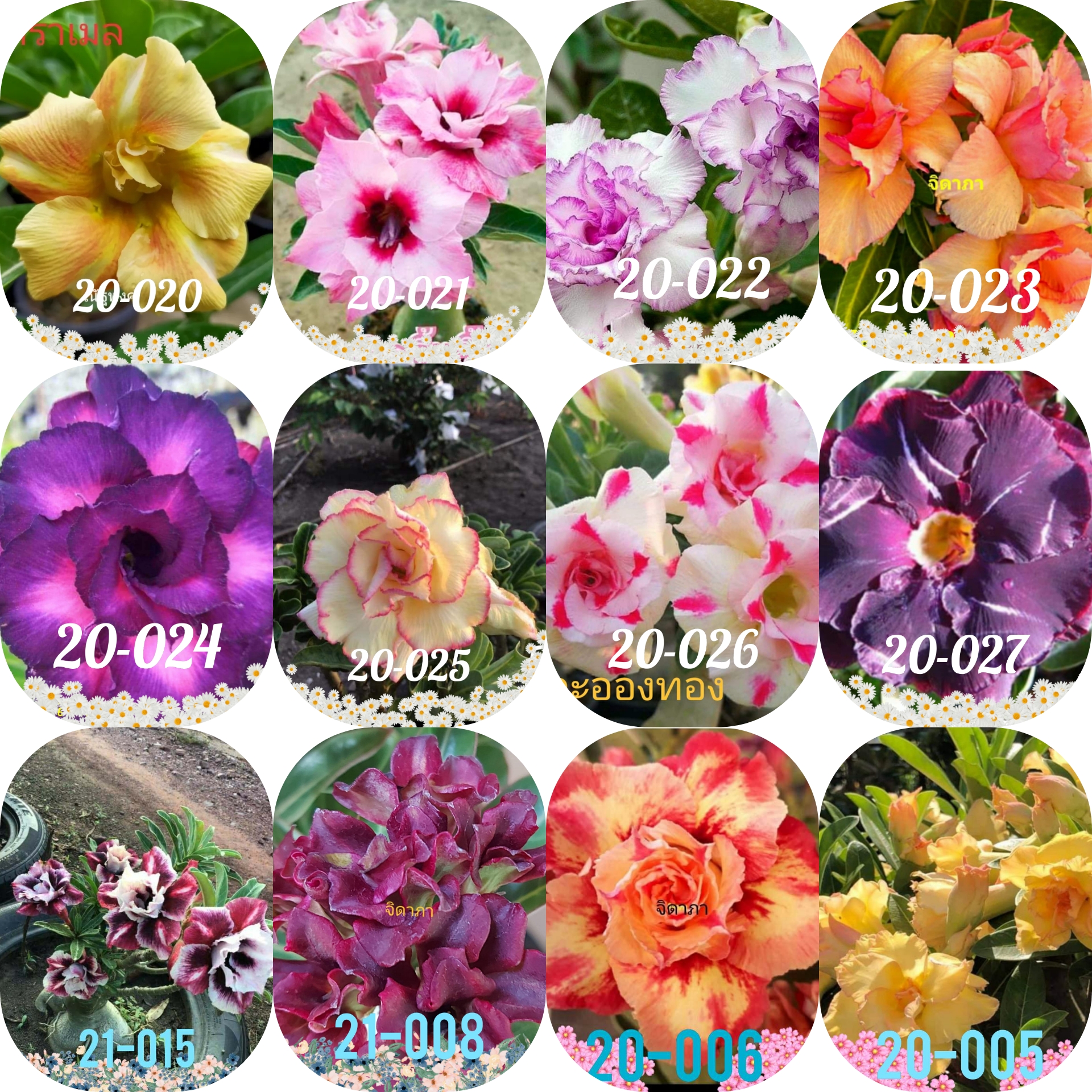 2020 Pre-Order Set of 12 plants Set C