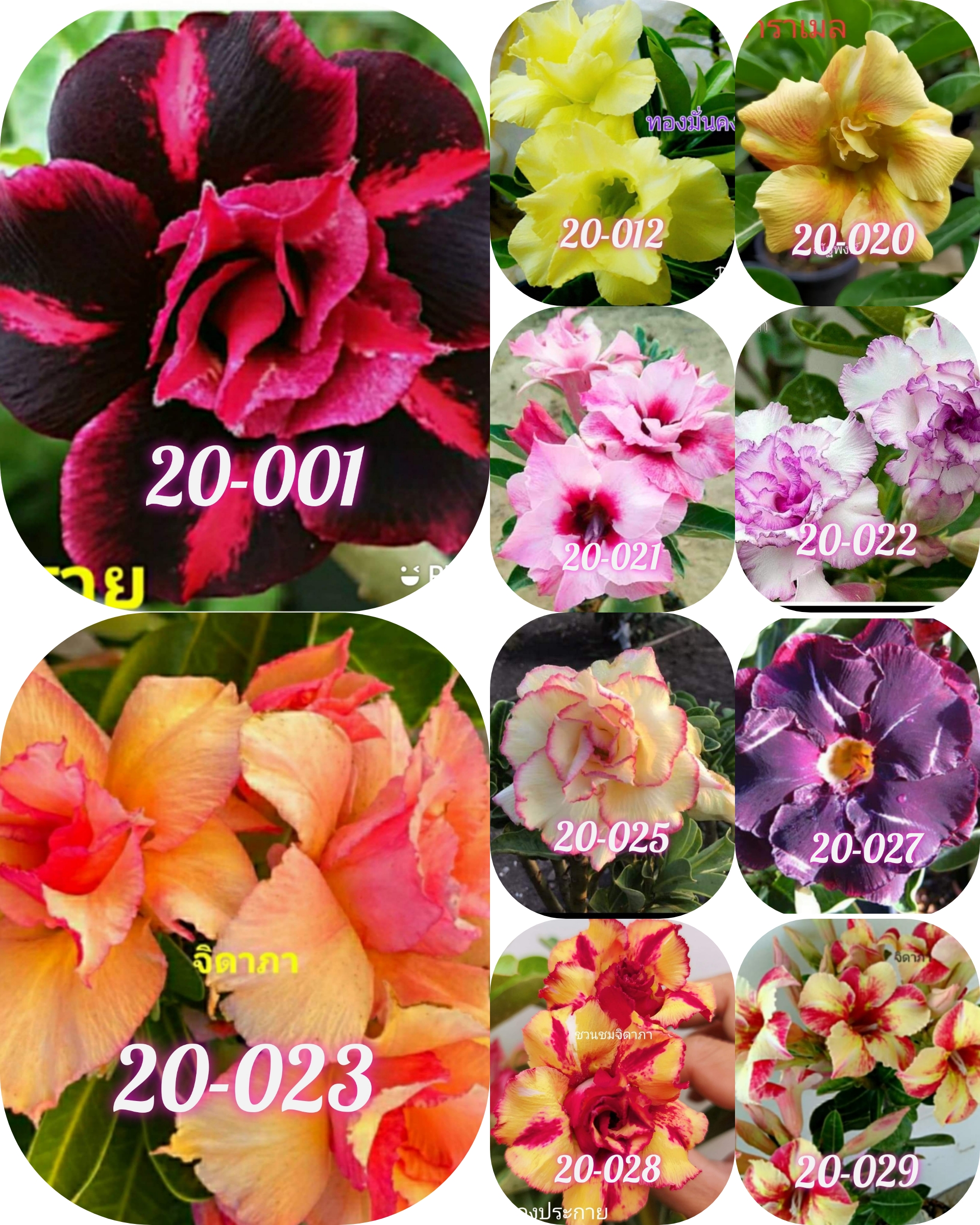 2021 Pre-Order Set of 10 plants Set D