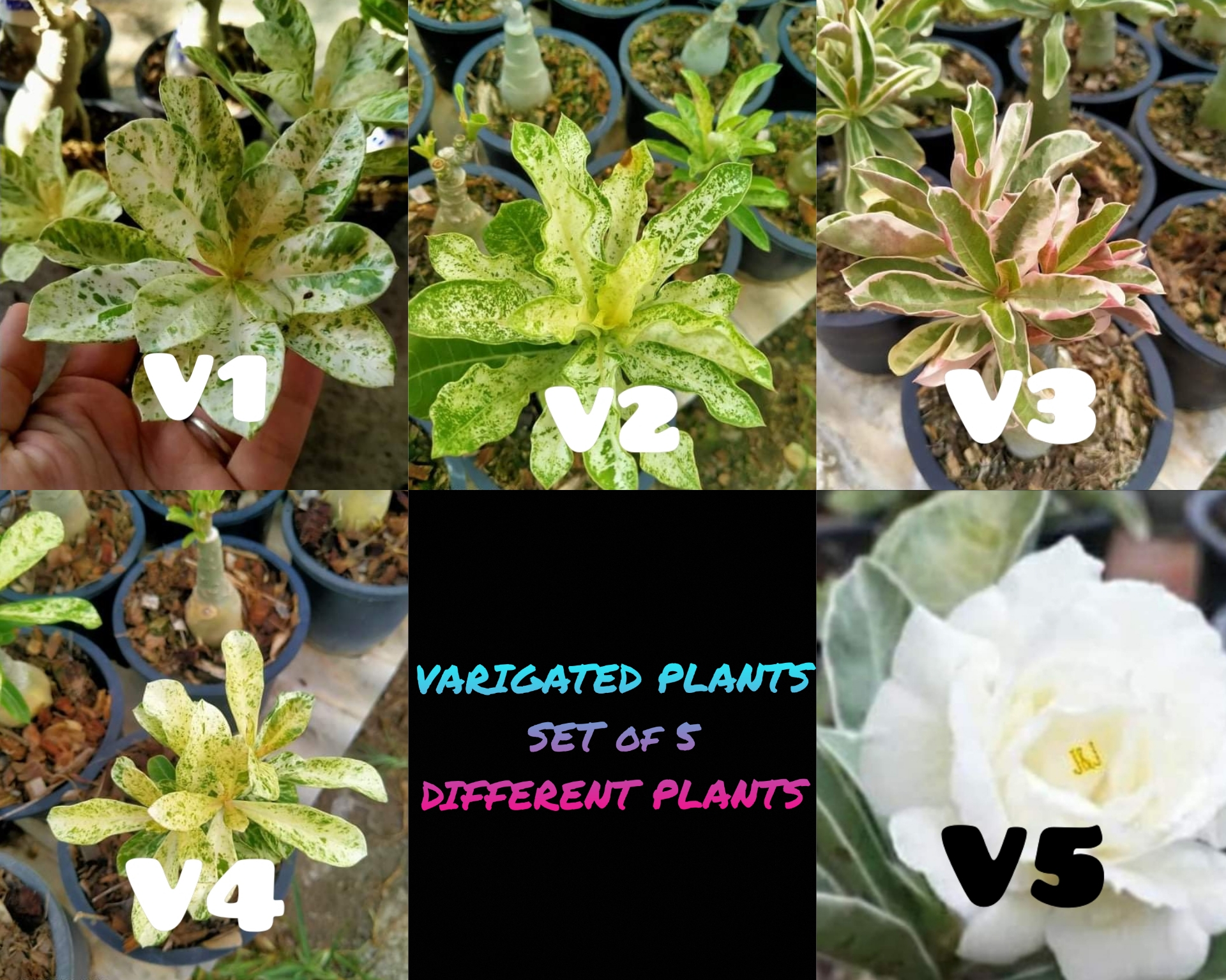 2021 Pre-Order Set of 5 Varigated plants.