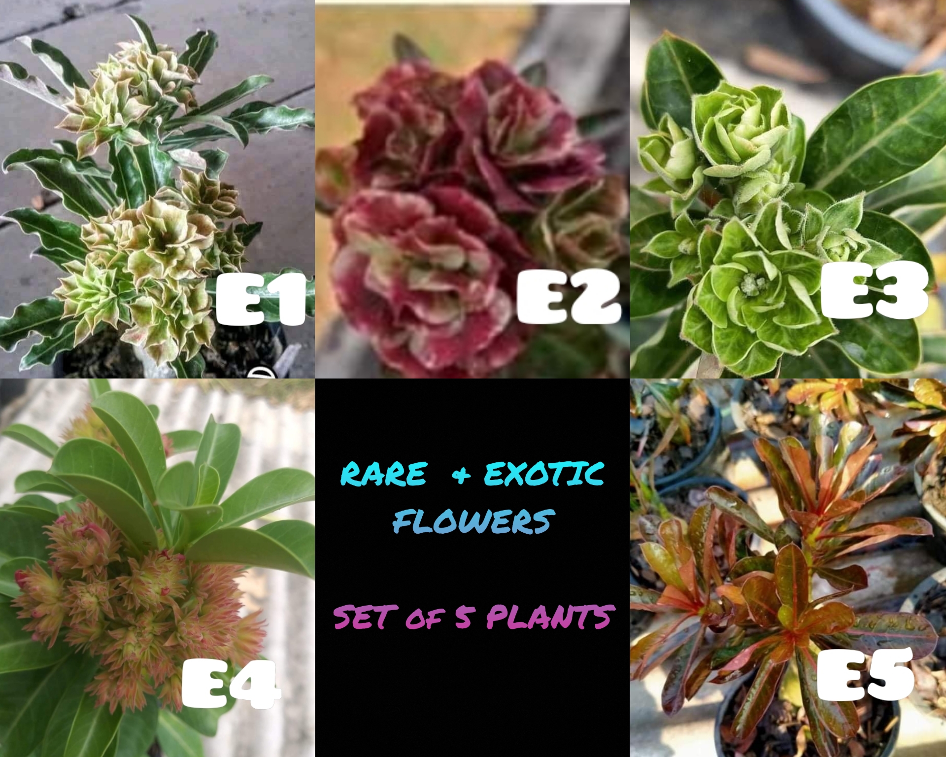 2021 Pre-Order Set of 5 Rare Flower plants.